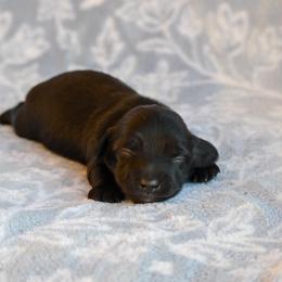 Binx - Black male Dachshund puppy in Guthrie, Kentucky from Triple T Dachshunds
