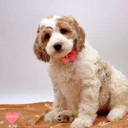 Miss Purple - Liver and white female English Springer Spaniel puppy in Kendall, New York from Family Raised Doodles