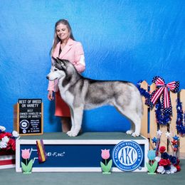 Kon - Siberian Husky