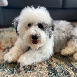 Nyla - Sheepadoodle