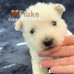 Fluke- Brown - White male West Highland White Terrier puppy in Toronto, Ohio from Shekinah’s Mi-Kis & Cricket Hill’s Westies
