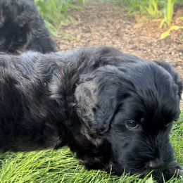 Portuguese Water Dog Puppies from Yellowstone Porties