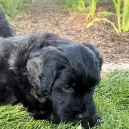 Portuguese Water Dog Puppies from Yellowstone Porties