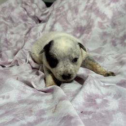 Girl 2 - Blue speckled female Australian Cattle Dog puppy in Concrete, Washington from Back Country Australian Cattle dogs