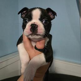 Truffle - Black and white male Boston Terrier puppy in Columbus, Ohio from Bryn's AKC Bostons