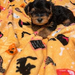 Porky Yorkipoo 1500 - Black and tan male Yorkshire Terrier puppy in Gastonia, North Carolina from Banks Dynasty Kennel