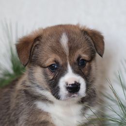 Winston - Sable male Pembroke Welsh Corgi puppy in Morgantown, Pennsylvania from Goldstar Puppies (License Number 18519)