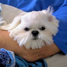 Ronin - Shih Tzu