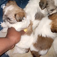 Shorkie and Yorkipoo Puppies from Tina-Marie's Pups