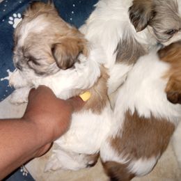 Shorkie and Yorkipoo Puppies from Tina-Marie's Pups