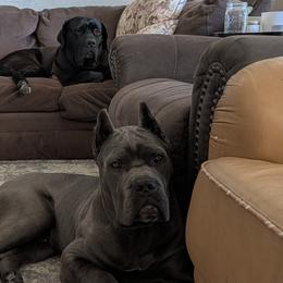Cane Corso from Earth and Ship Cane Corso