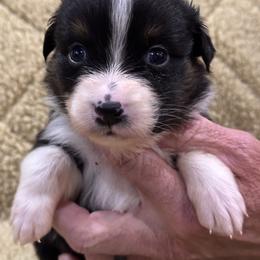 Macy - Red tri-color female Australian Shepherd puppy in Canton, Mississippi from Haven Farms Australian Shepherds