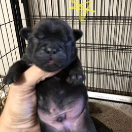 Cane Corso and French Bulldog Puppies from Perry’s Cane Corso and French bulldogs