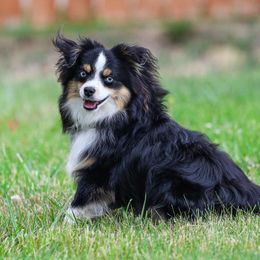 Waylon - Toy Australian Shepherd