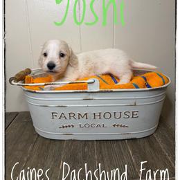 Yoshi - Cream male Dachshund puppy in Cincinnati, Ohio from Caines Dachshund Farm