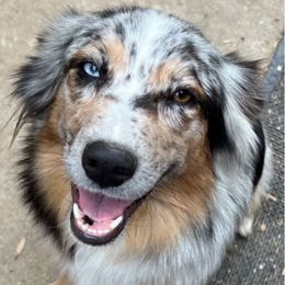 Kodak - Australian Shepherd