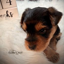 Boy 1 standard - Black and tan male Yorkshire Terrier puppy in Machesney Park, Illinois from Three Yorkie Family