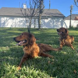 Golden Retriever Puppies from Lake Van Kennels
