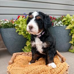 McKenzie - Tri-color female Bernedoodle puppy in Weston, Idaho from Berne n Doodles