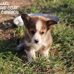 Michael Voltaggio - Sable male Pembroke Welsh Corgi puppy in Stilwell, Oklahoma from Barton Farms Corgis