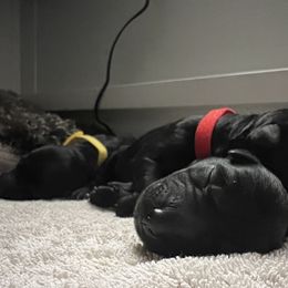 Kerry Blue Terrier Puppies from Costerra Kerry Blue Terriers