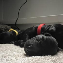 Kerry Blue Terrier Puppies from Costerra Kerry Blue Terriers