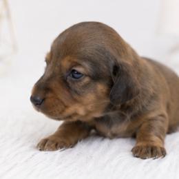 Remmi - Red male Dachshund puppy in Desloge, Missouri from Snows Doxies