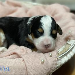 Aurora - Tri-color female Bernedoodle puppy in Henry, Illinois from Rowe Farms Doodles