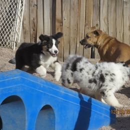 Australian Shepherd Puppies from Highline