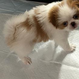 Japanese Chin Puppies from CindyLynnsChins