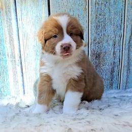 Australian Shepherd Puppies from Winsome Aussies