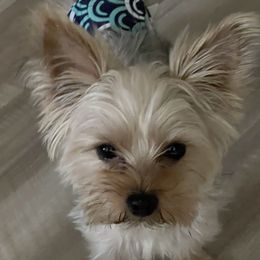Kody - Yorkshire Terrier