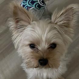 Kody - Yorkshire Terrier