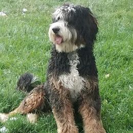 Joy - Bernedoodle