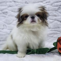 Penne - Sable and white female Japanese Chin puppy in Johnson City, Tennessee from Erin & Friends Japanese Chin