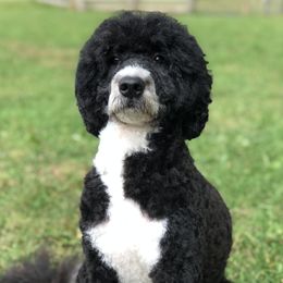 Jubilee - Portuguese Water Dog