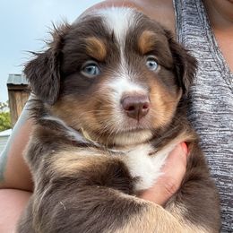 Miniature Australian Shepherd Puppies from Bear River Ranch