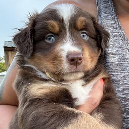 Miniature Australian Shepherd Puppies from Bear River Ranch