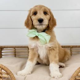 Mint - Mint Collar - Apricot female Goldendoodle puppy in The Woodlands, Texas from Golden Fields Doodles