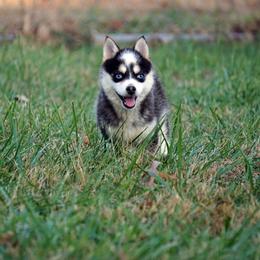 Pomsky, Shetland Sheepdog, and Toy Shetland Sheepdog Puppies from Mountain High Kennels