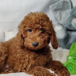Charlie-OFA and CHIC parents - Red  male Poodle puppy in Westfield, North Carolina from Legacy Pets