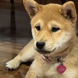 Asami - Red Shiba Inu puppy in Merrillville, Indiana from Kaste Kennel