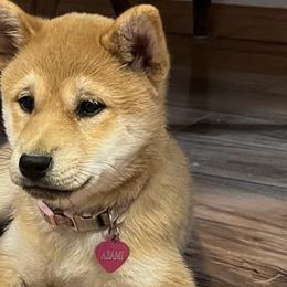 Asami - Red Shiba Inu puppy in Merrillville, Indiana from Kaste Kennel