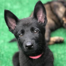 German Shepherd Puppies from Off The Hook Kennels
