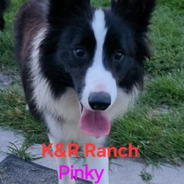 Pinky - Border Collie