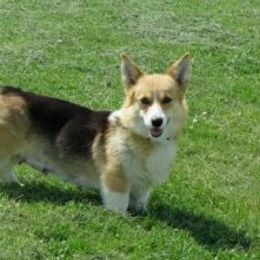 Lasso - Pembroke Welsh Corgi