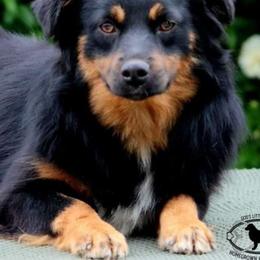 Reese - Miniature Australian Shepherd