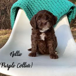 Australian Labradoodle puppies from Doodles in Bloom