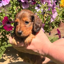 Shaded Red Male - Red male Dachshund puppy in Santa Rosa, California from Signature Mini Dachshunds