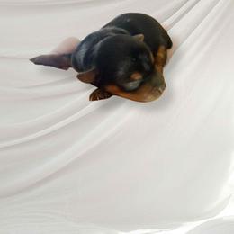 Boy 1 - Black and tan male Yorkshire Terrier puppy in Pomona, California from Lunio's Yorkies